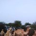 Venture Profile DHAY GEEL FRESH MILK CO. image of WhatsApp Image At