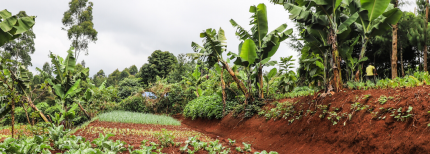 Venture Profile Farm to Feed image of Farm To Feed Insta Post