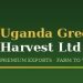 Venture Profile Uganda Green Harvest Ltd image of WhatsApp Image At AM